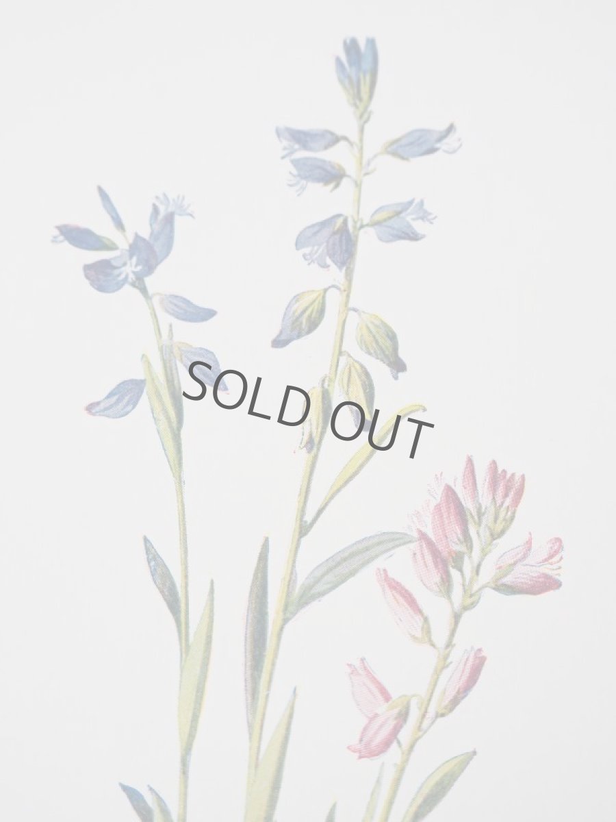 画像3: 植物画/英 F.Edward Hulme 作/2枚セット/青と黄色い花 (3)