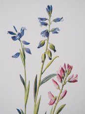 画像3: 植物画/英 F.Edward Hulme 作/2枚セット/青と黄色い花 (3)