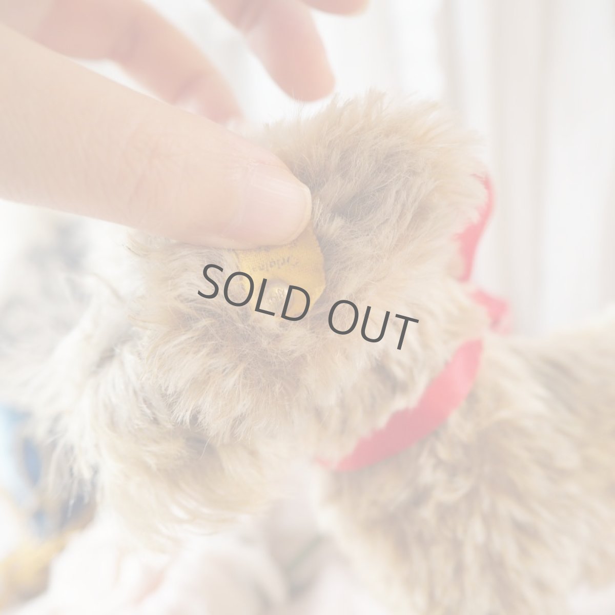 画像16: シュタイフ社製子犬の縫いぐるみの縫いぐるみ/DACHSHUND  (16)