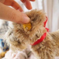 画像16: シュタイフ社製子犬の縫いぐるみの縫いぐるみ/DACHSHUND  (16)