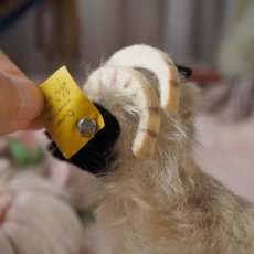 画像7: シュタイフ 社製小さな山羊の縫いぐるみ/snucki (7)