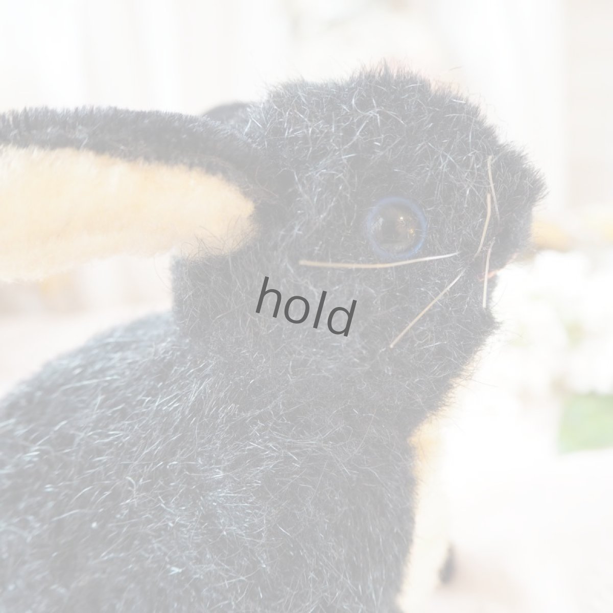 画像12: シュタイフ社製黒うさぎ/青い目 (12)