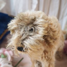 画像8: シュタイフ社製子犬の縫いぐるみの縫いぐるみ/DACHSHUND  (8)